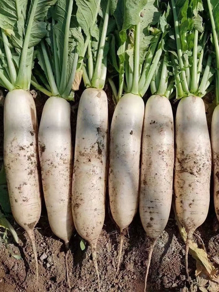 New White Jade Spring Radish