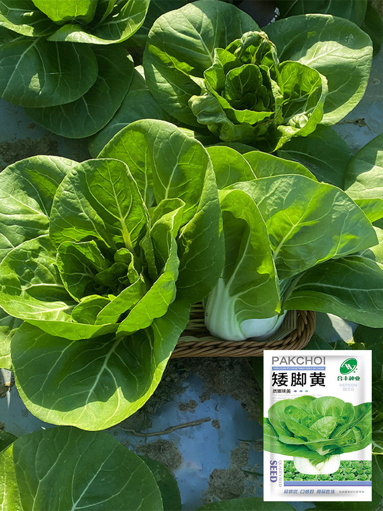 'Hefeng' Dwarf Bok Choy