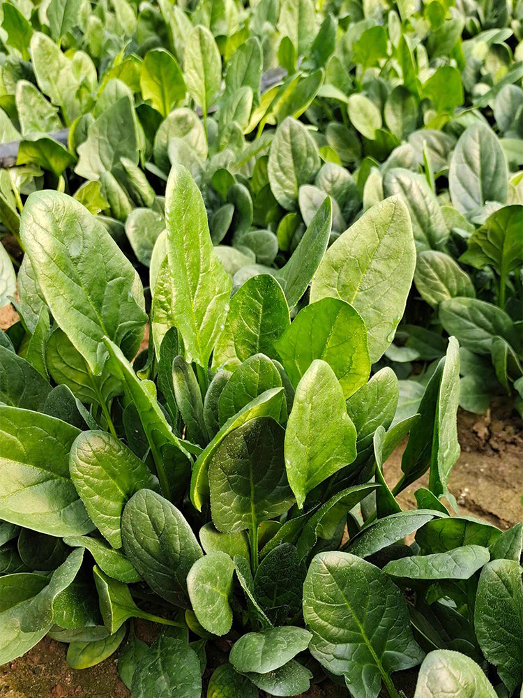 Japanese Large-Leaf Spinach