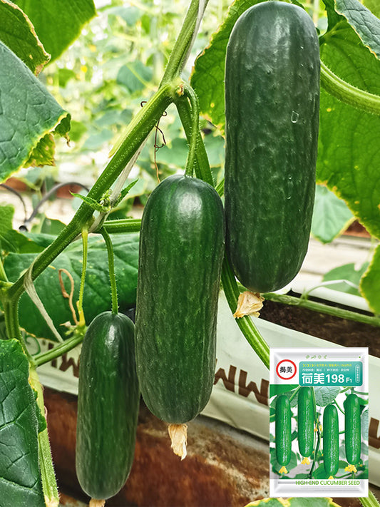 'Hemei 198' Mini Cucumber