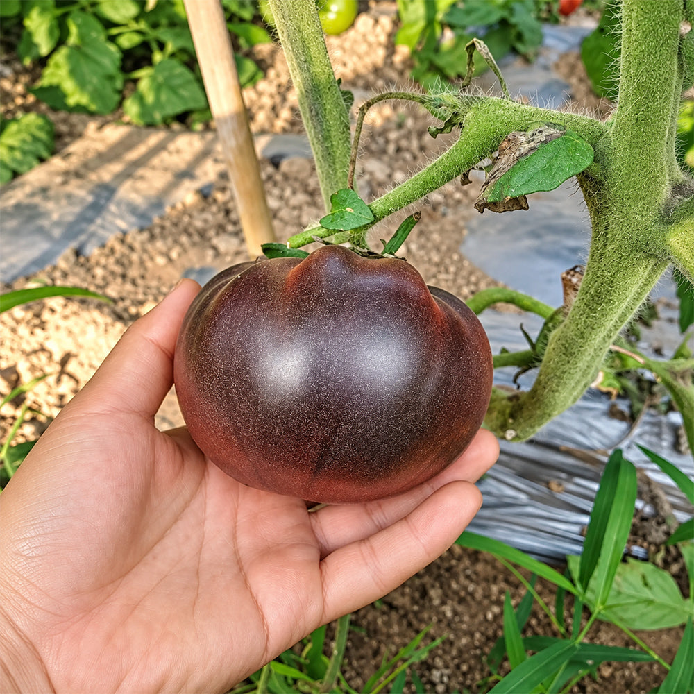 244 Elena's Amethyst Heart Tomato