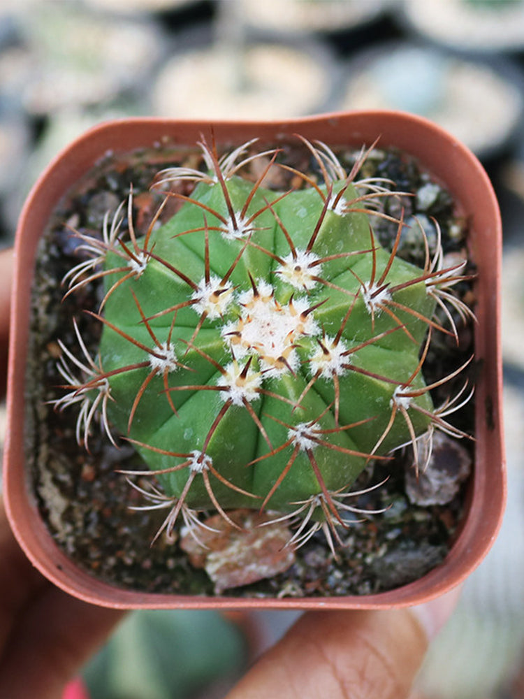 Melocactus matanzanus