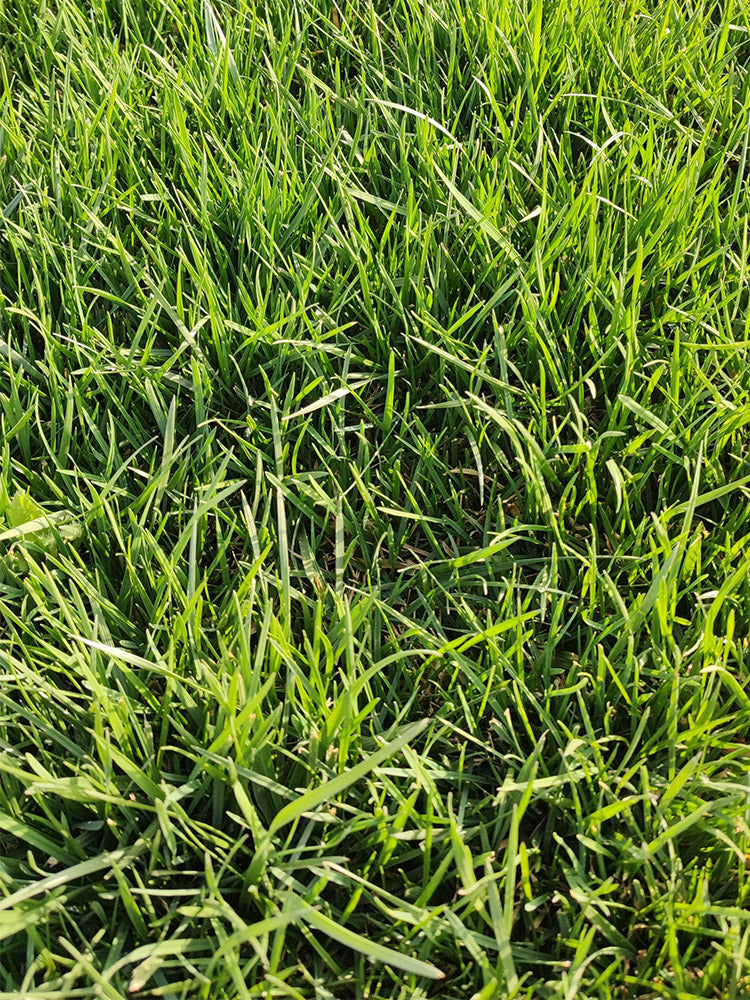 Kentucky Bluegrass