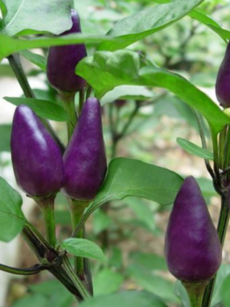 Purple Tower Facing-Heaven Pepper