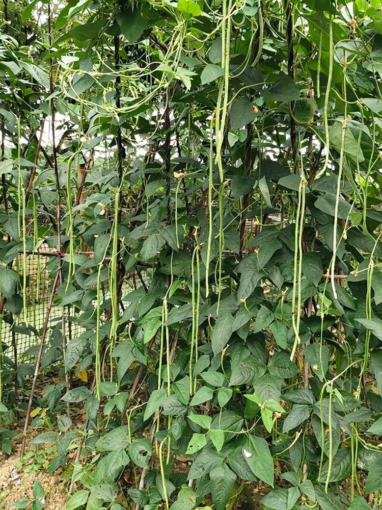 Green General Yardlong Bean
