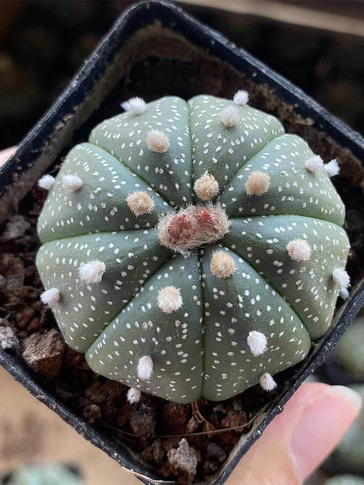 Astrophytum asterias
