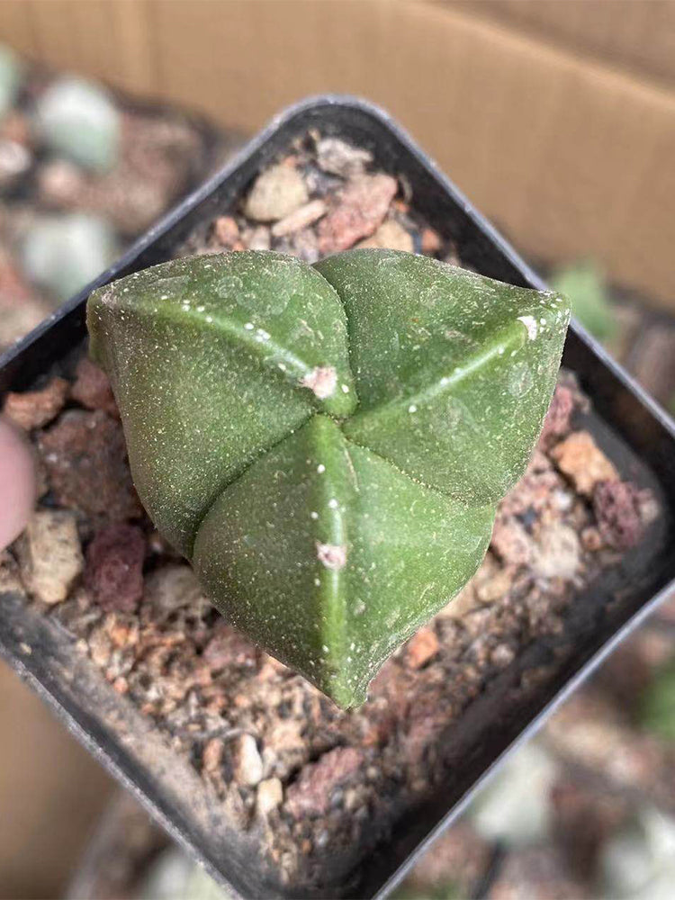 Triangular Bishop's Cap Cactus