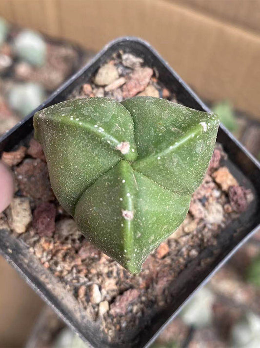 Triangular Bishop's Cap Cactus