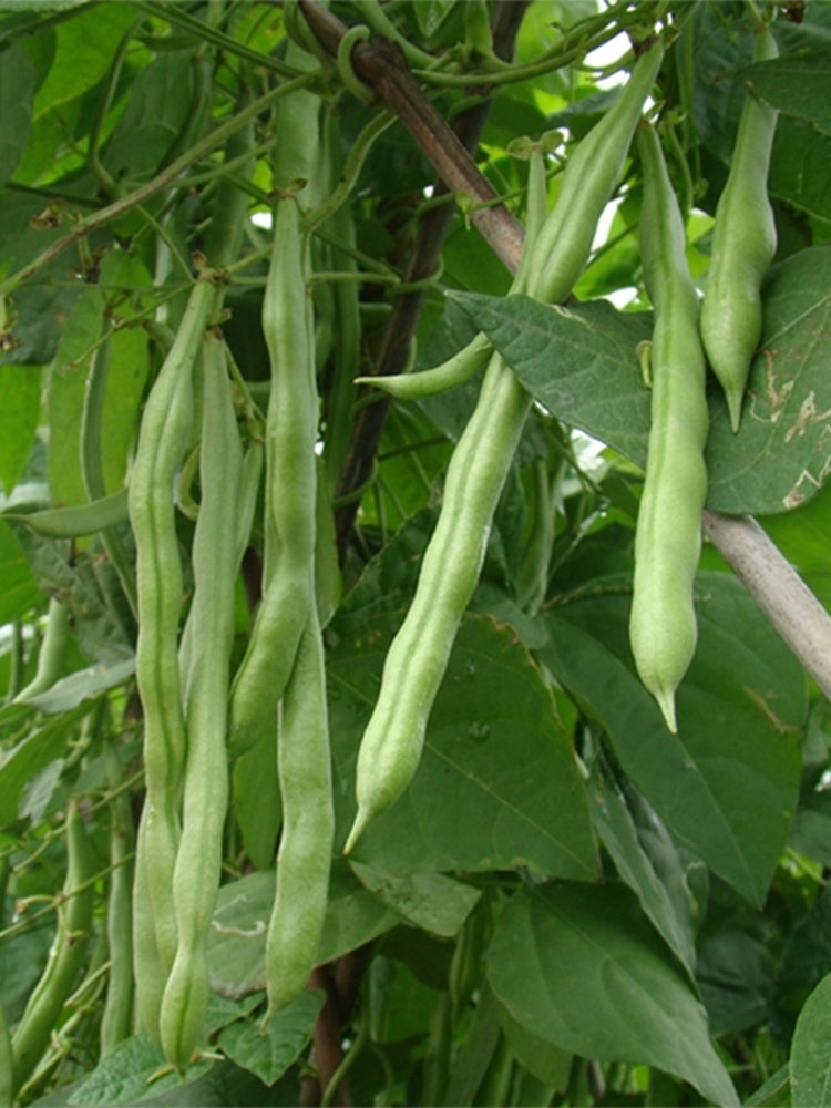 'Shuangqing Yudou' Snap Bean
