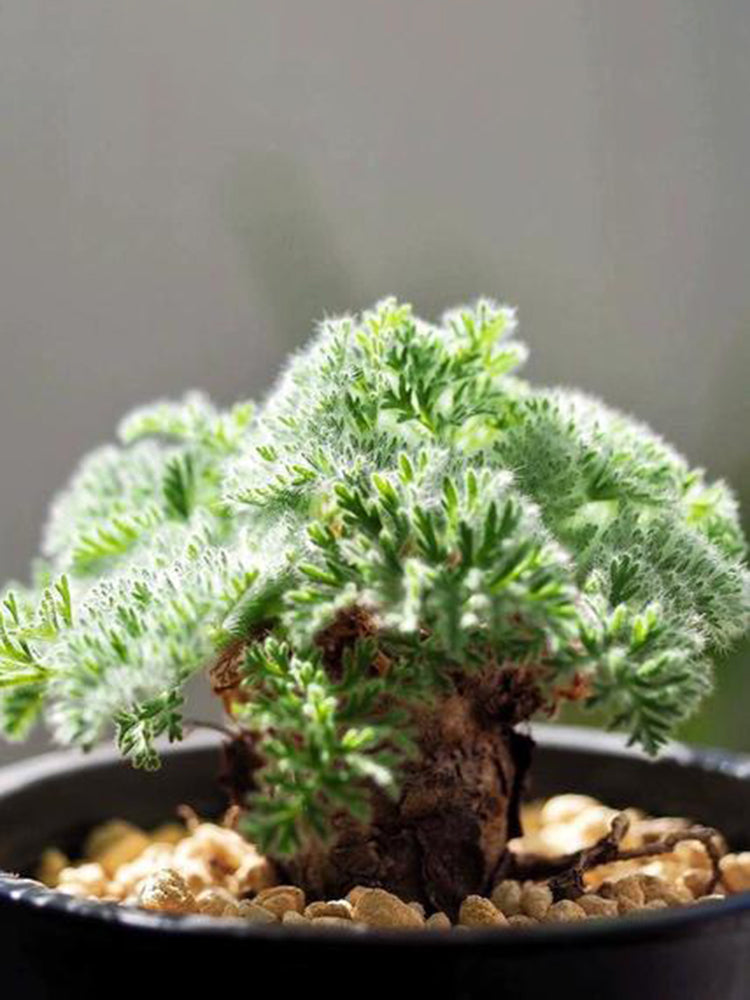 Sweet Scented Geranium