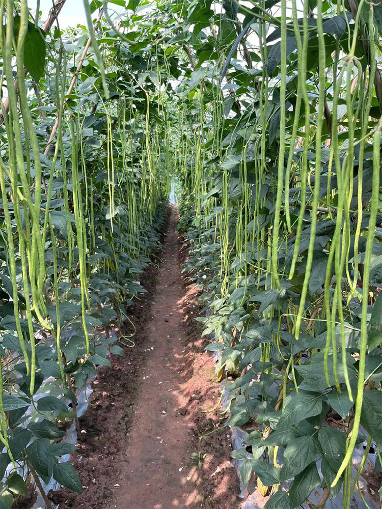 Chunxiu No.7 Long Beans