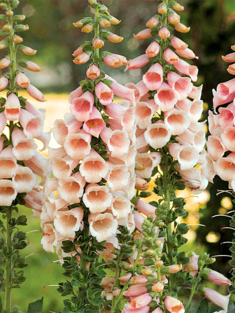 Pink Foxglove