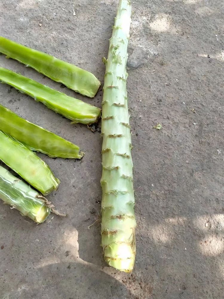 'Jiemei' Green Celtuce