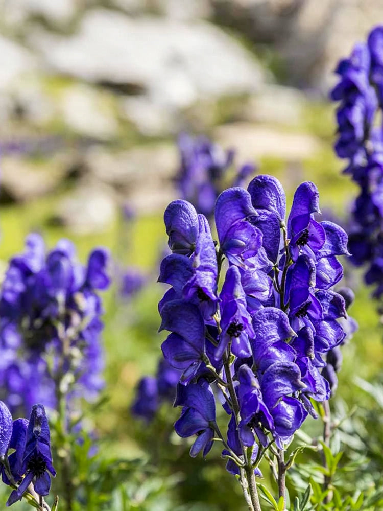 European Aconite