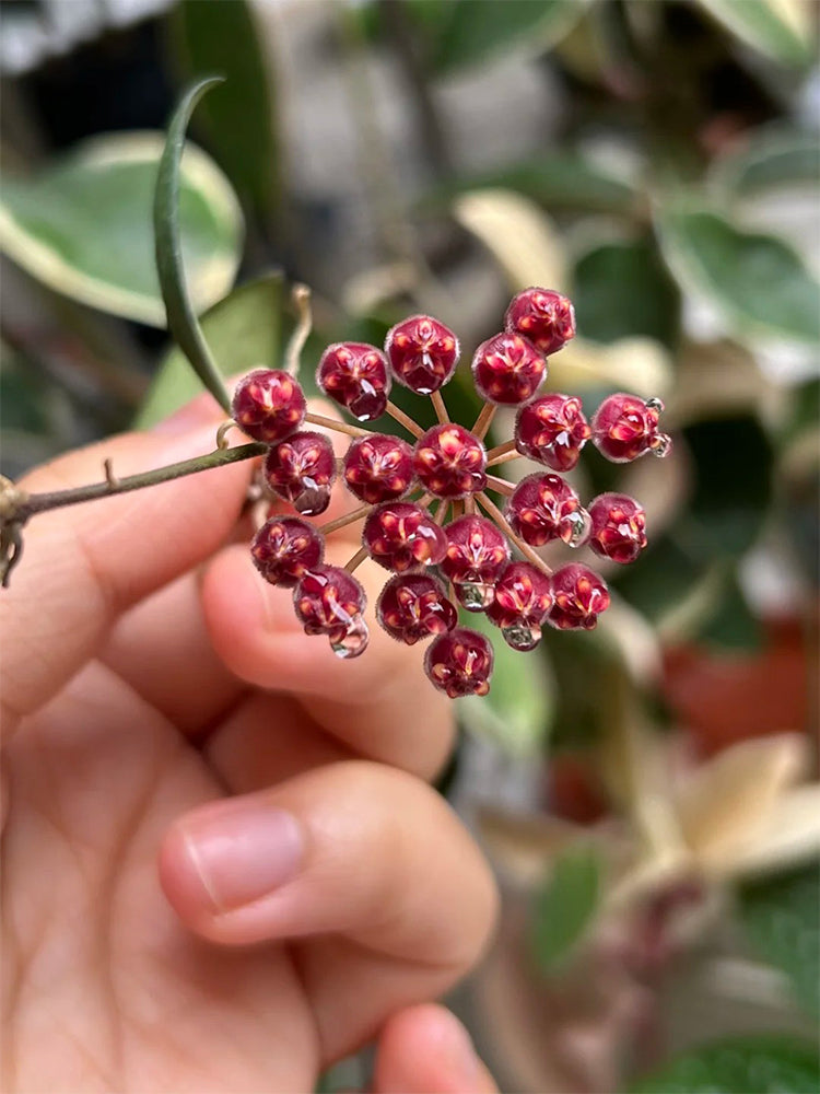 Hoya rosita Unrooted Stem Cuttings