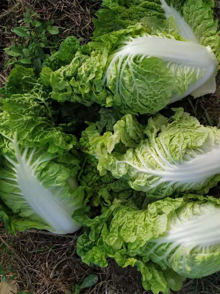 'Dongjia Chunguan' Chinese Cabbage