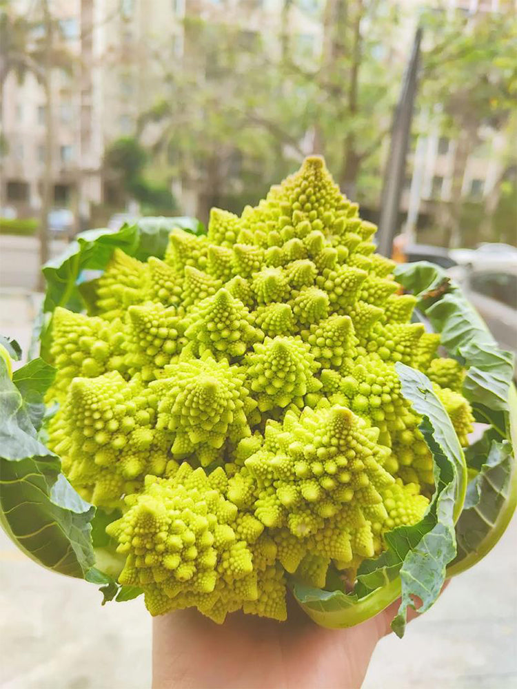 Dutch White Pagoda Cauliflower