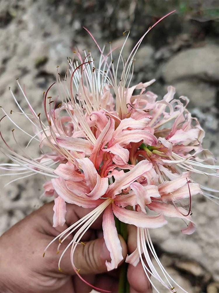 'Pink Dream' Lycoris