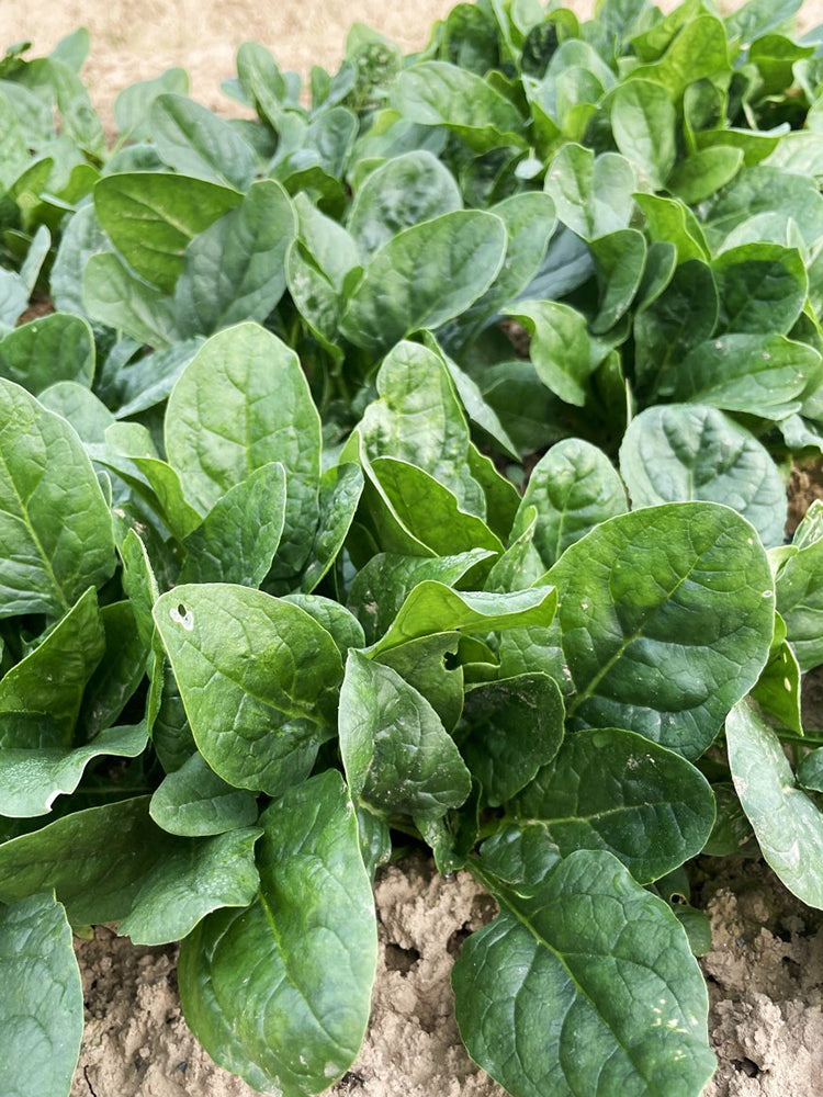 Ground-hugging Spinach