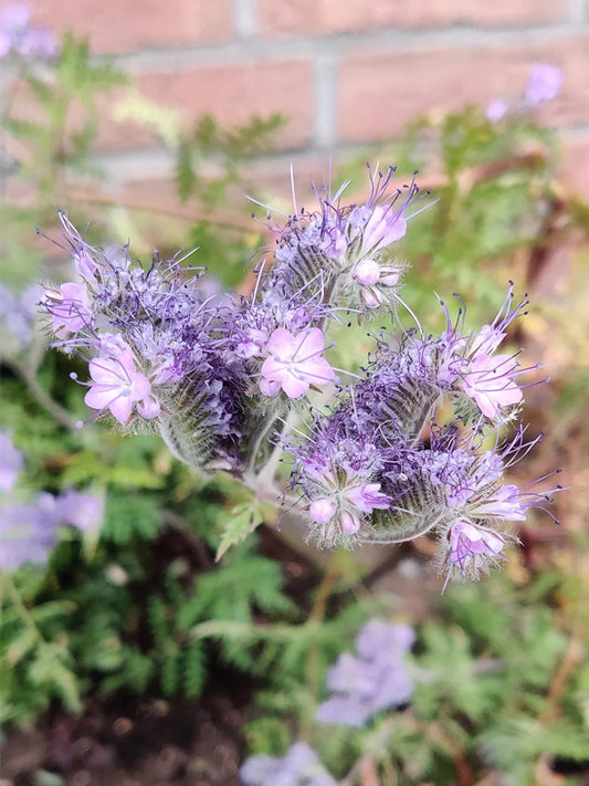 Lacy Phacelia