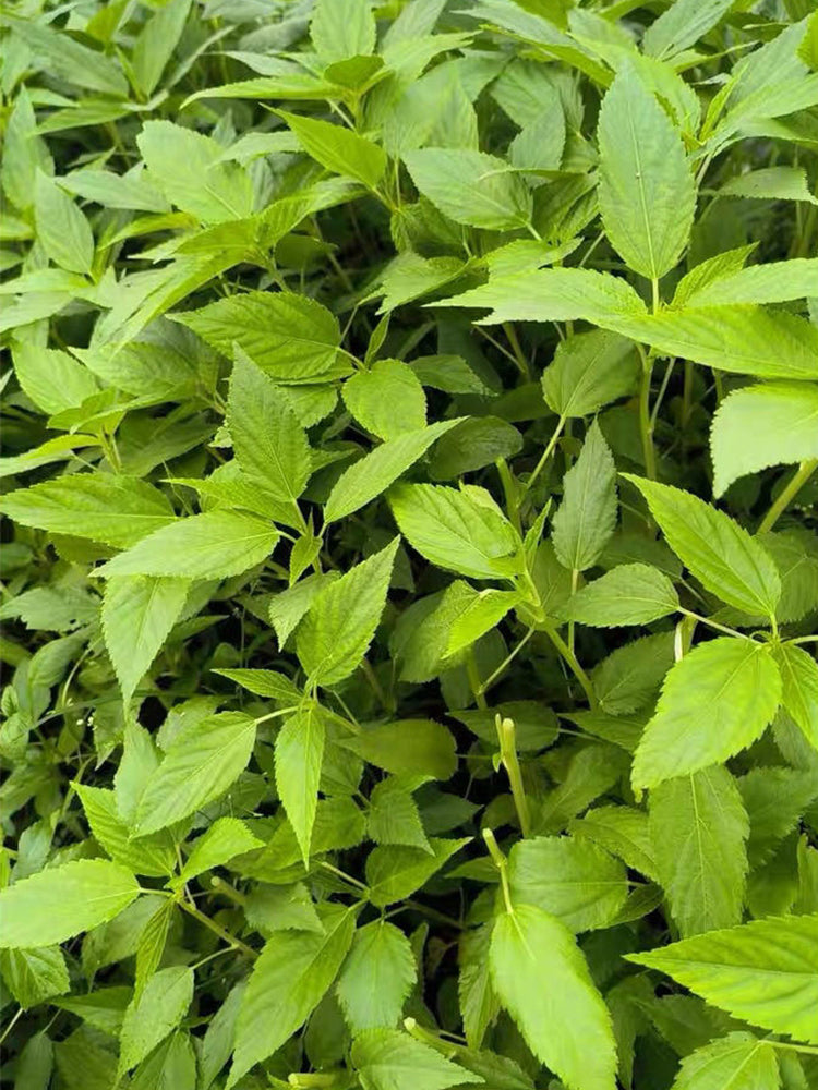 Chaozhou Jute Leaves