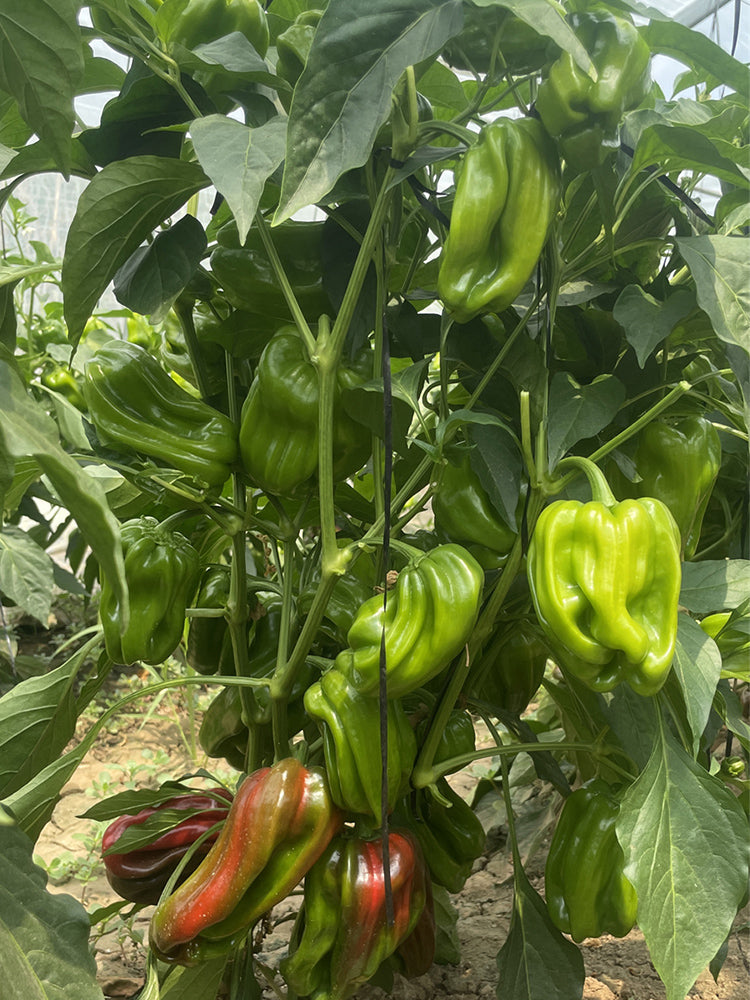 Wrinkled Spicy Pepper No.1 (Capsicum annuum)
