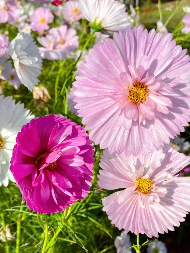 Hezhichun Cosmos bipinnatus 'Cupcakes'