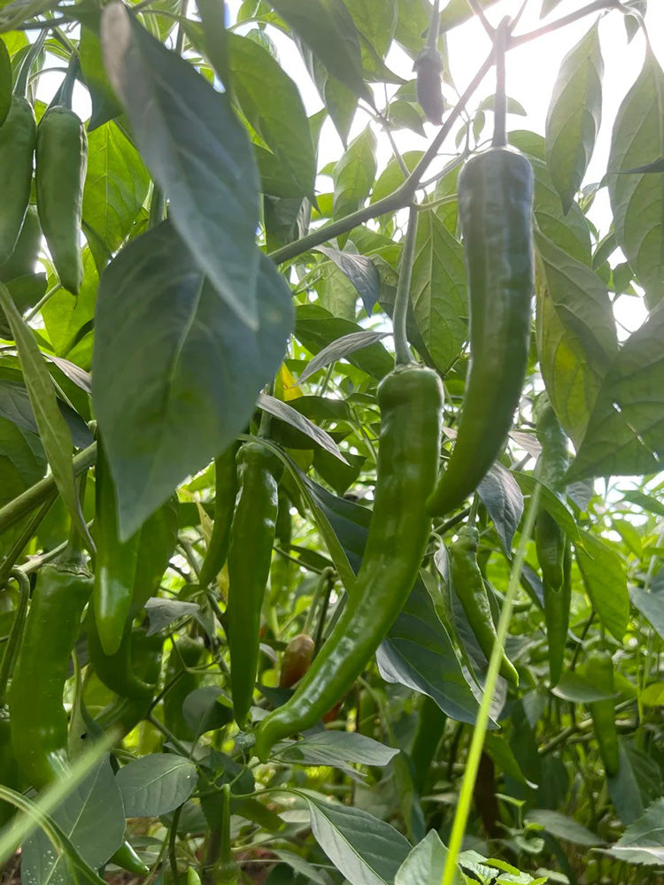 Xiangla Hangjiao Pepper