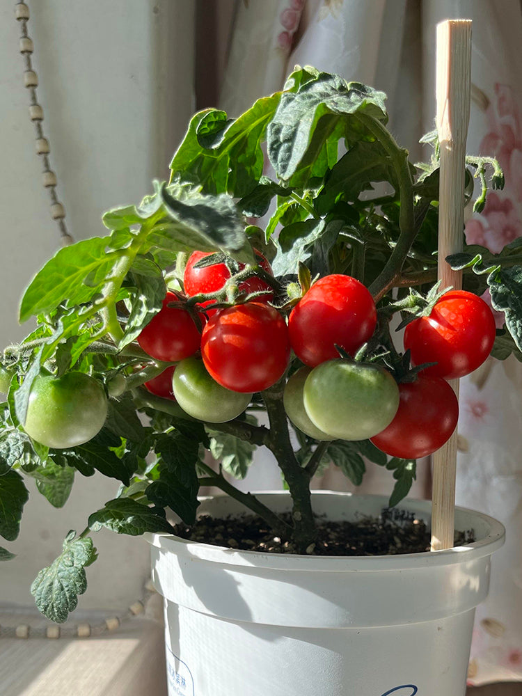 Siberian Mini Greenhouse Tomato