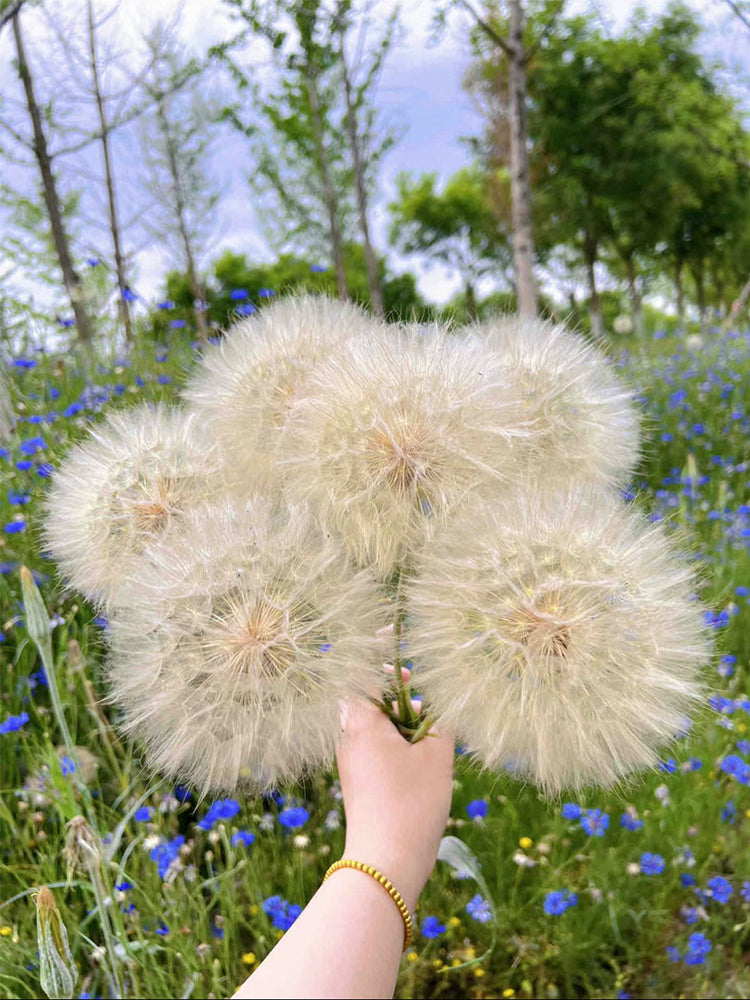 Giant Dandelion (Tragopogon orientalis)