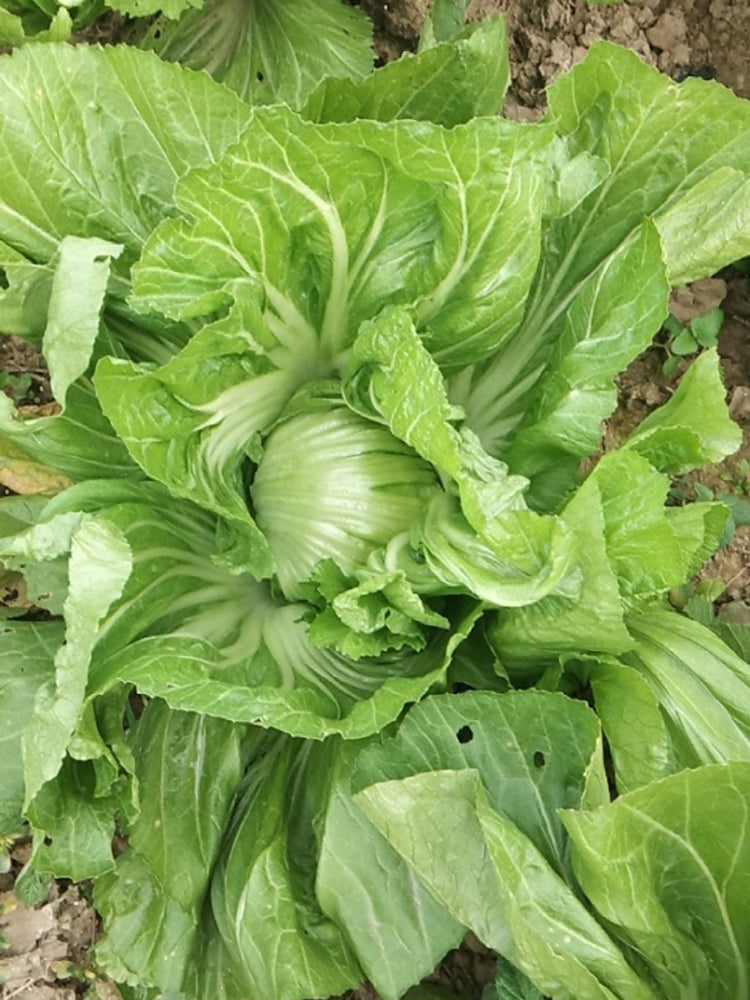 Jinlei Mustard Cabbage