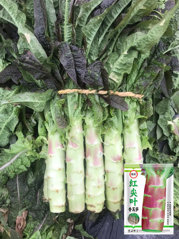 'Jiemei' Pointed-Leaf Red Celtuce