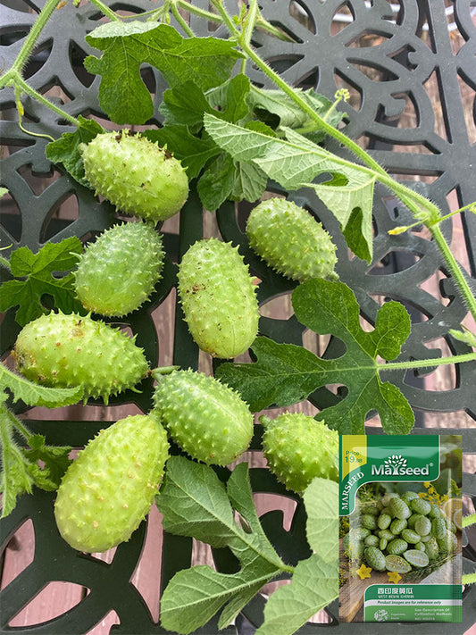 West Indian Gherkin