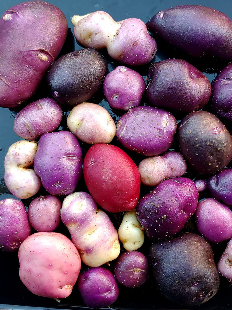 True Potato Seeds (TPS), Chiar Choque Pitu (Solanum curtilobum)