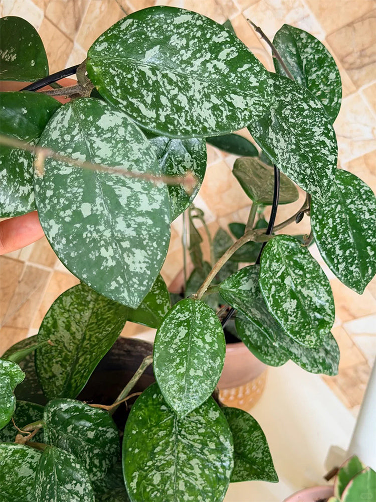 Hoya carnosa 'Freckles Splash' Unrooted Stem Cuttings