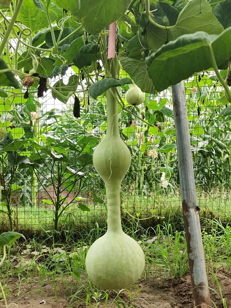 Wild Goose Neck Gourd