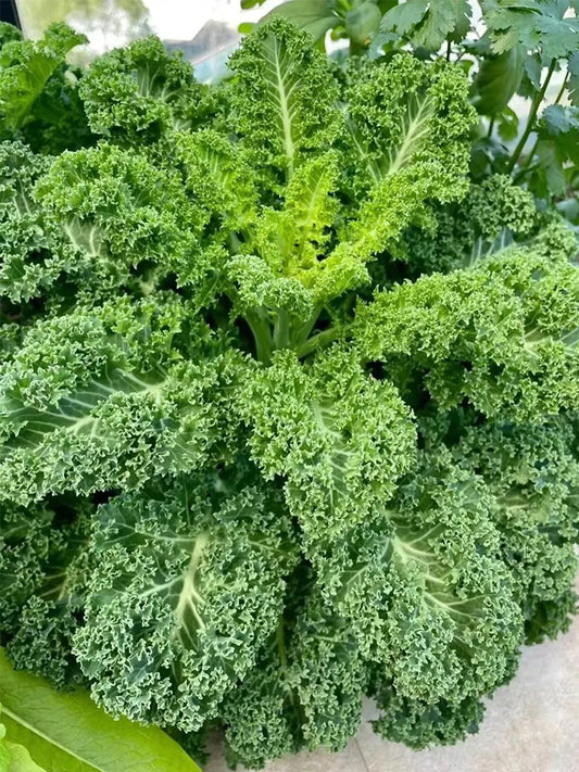Curly Kales