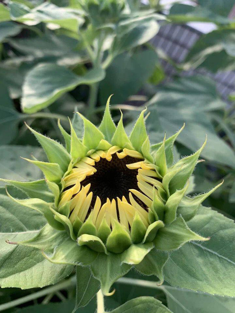 White Lover Sunflower