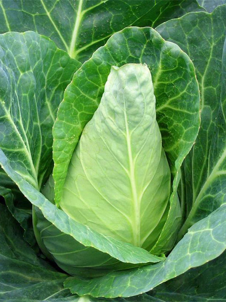 Xingyou Chunfeng Cabbage