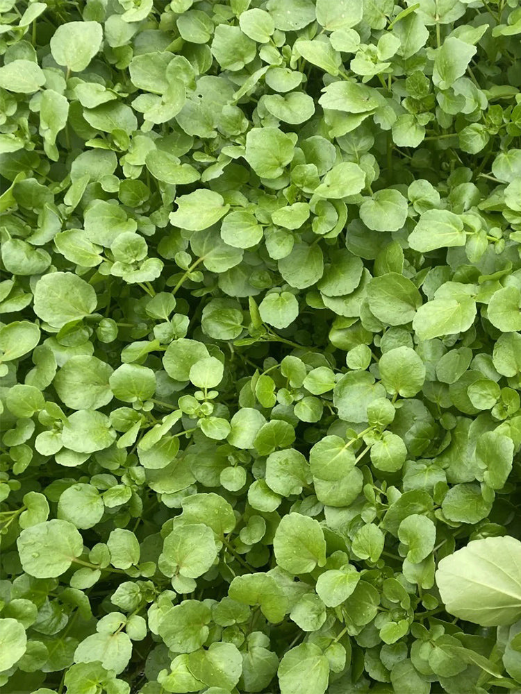 Watercress
