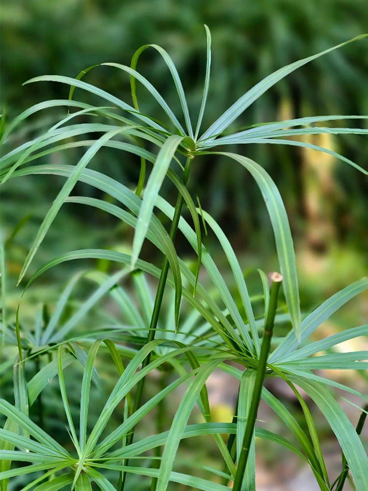 Umbrella Sedge