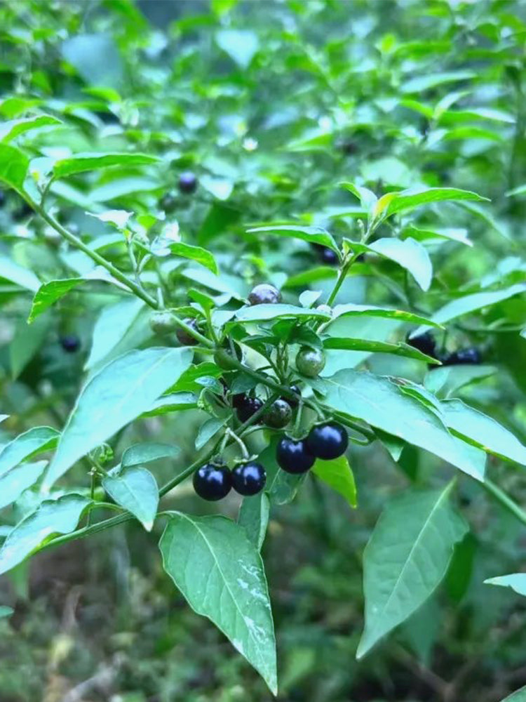 "Jinlong" Black Nightshade