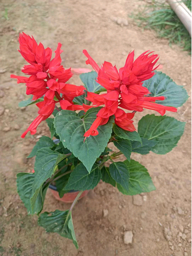 Hezhichun Scarlet Sage