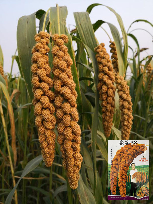 Red Foxtail Millet