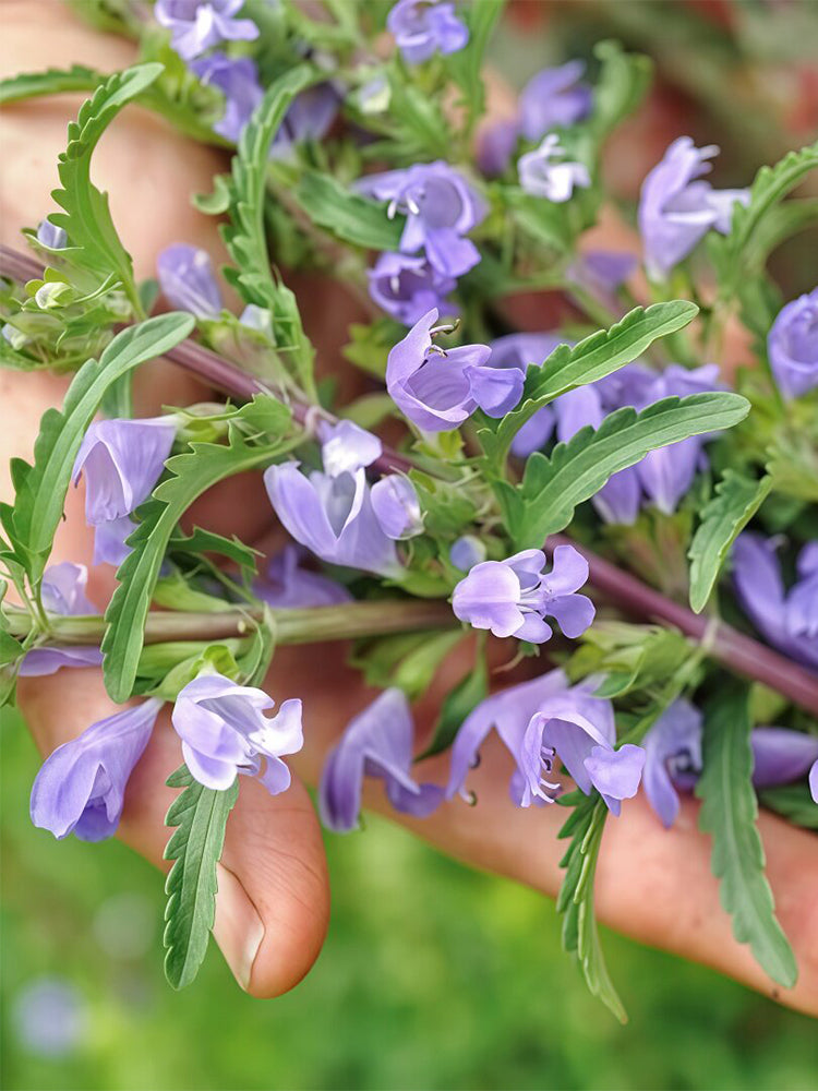 Mountain Mint