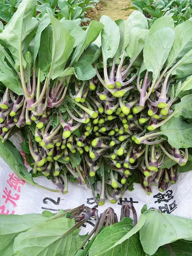 Red-Stemmed Chinese Kale