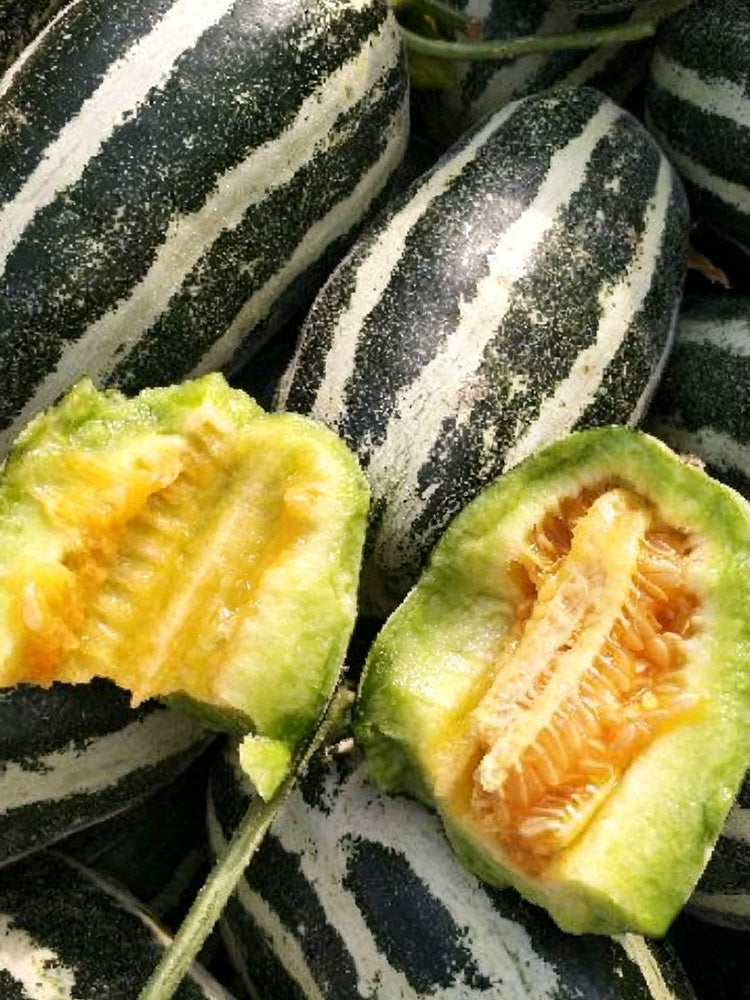 'Boyang No.9' Sesame Honey Melon