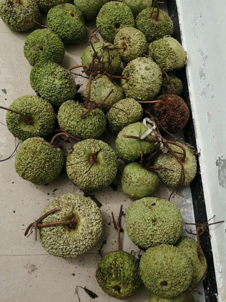 Man Tian Xing Gourd