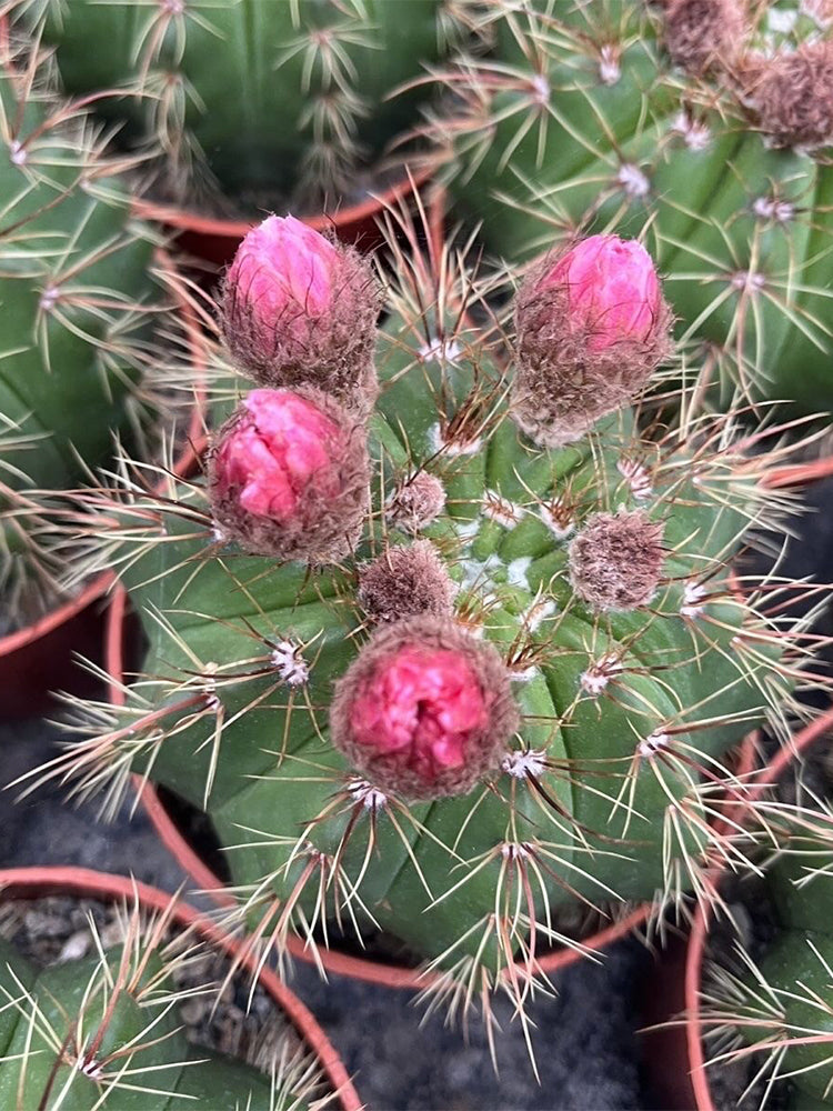 Parodia ottonis 'Pink Flower'