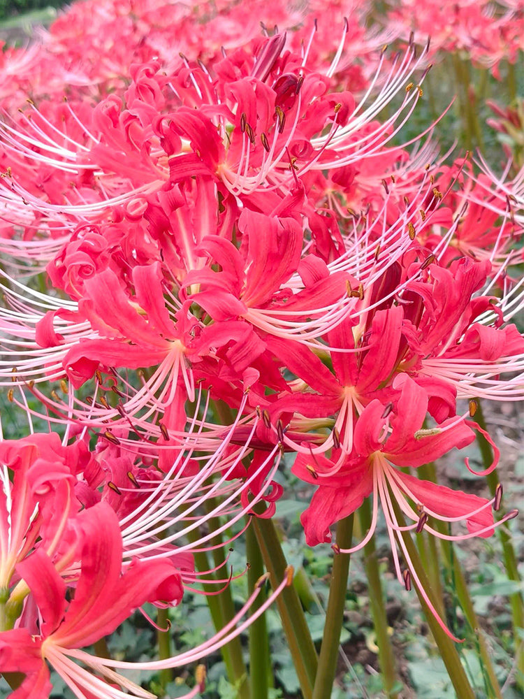 Hubei Lycoris